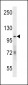 hGCN5 Antibody (C-term)